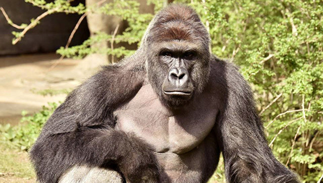 Директор американского зоопарка заявил, что решение застрелить гориллу было верным