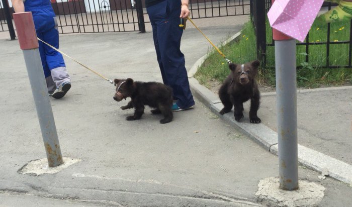 В центре Иркутска прогуливались два медвежонка