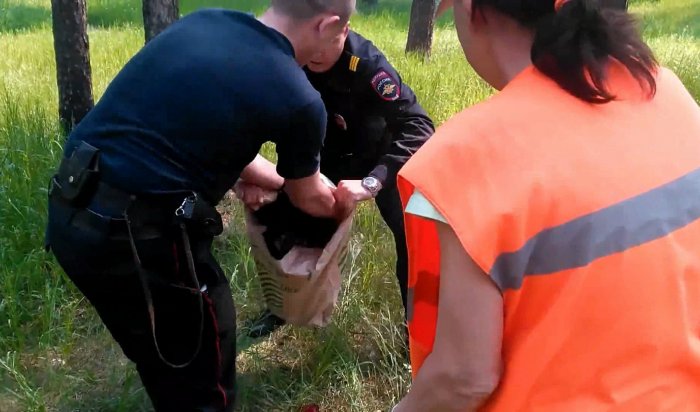 Полицейские в Ангарске поймали сбежавшую от хозяев обезьяну
