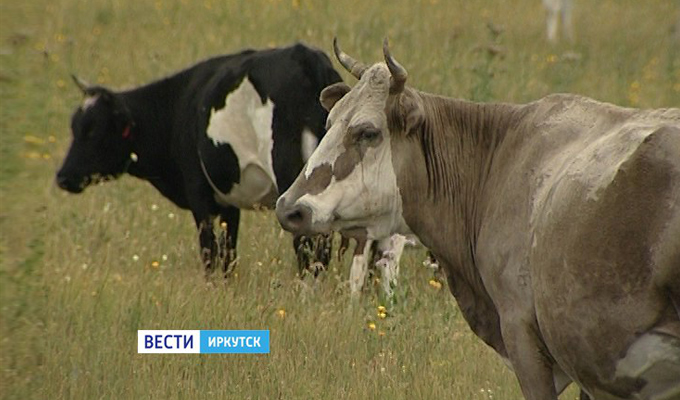 В Боханском районе коровы ослепли из-за паразитов