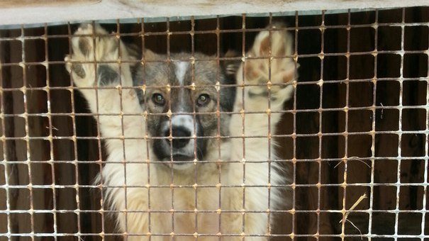 Из приюта в Карлуке выселяют более 700 собак