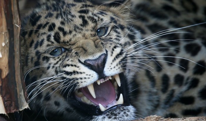Дальневосточный леопард попал под колеса автомобиля в Приморье