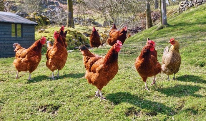 Фермеру в Иркутском районе пришлось уничтожить 50 зараженных кур