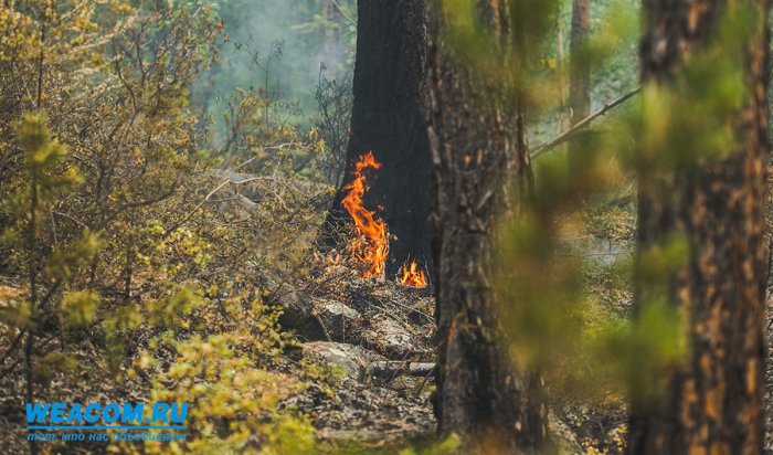 Ученые ИрНИТУ разрабатывают микроволновый датчик для обнаружения  лесных пожаров