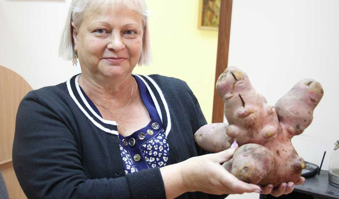 Жительница Усолья-Сибирского выкопала картофелину весом более 2 килограммов