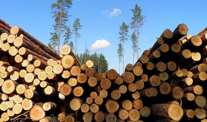В Приангарье пресечена деятельность бригады нелегальных рубщиков леса