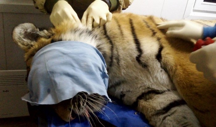 Во Владивостоке поймали тигра, гулявшего по городу