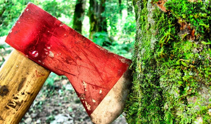 ЗАО «Байкалвестком» незаконно вырубило лес на 615 тысяч рублей