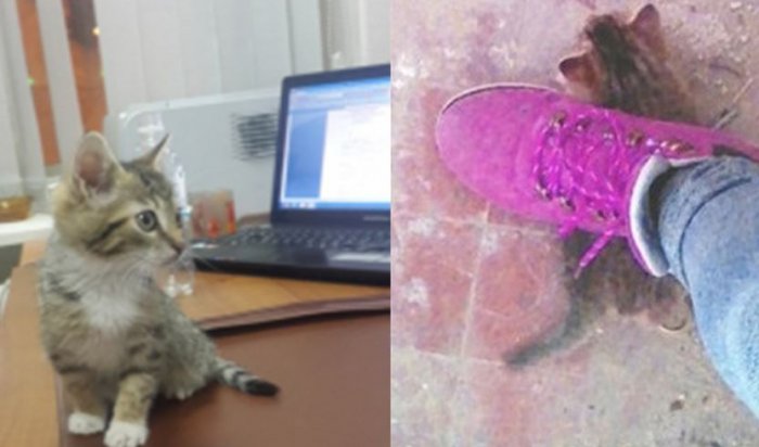 Подражательницы хабаровских живодерок имитировали издевательства над котенком