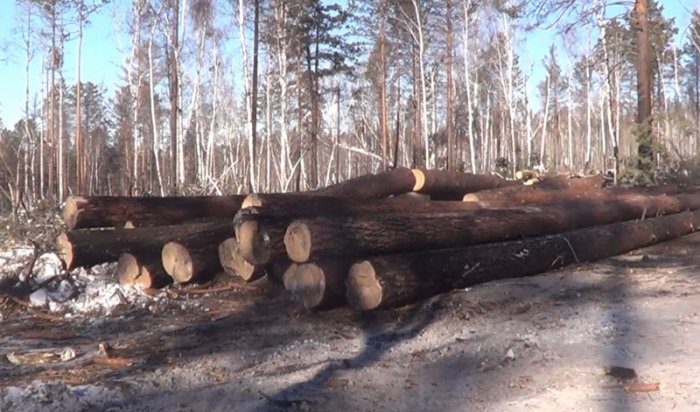 В Иркутске будут судить «черных» лесорубов, причинивших ущерб на 4,5 миллиона рублей
