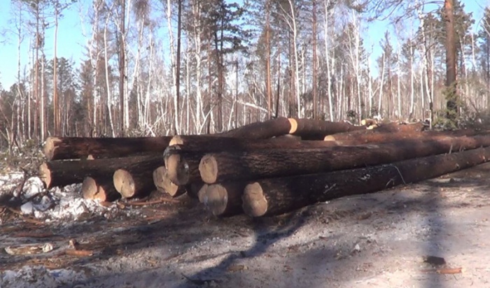 В Усольском районе «черные лесорубы» нанесли ущерб лесному фонду на миллион рублей