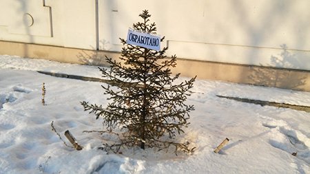 В Иркутске обработали более 650 деревьев, чтобы предотвратить незаконную вырубку перед Новым годом
