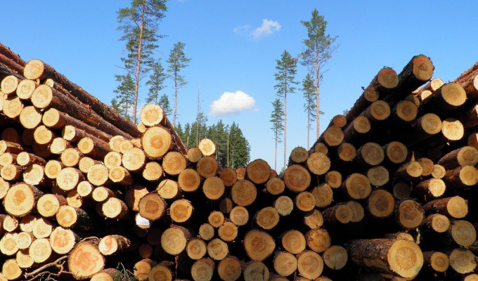 В Усть-Удинском районе трое мужчин вырубили лес на 255 тысяч рублей