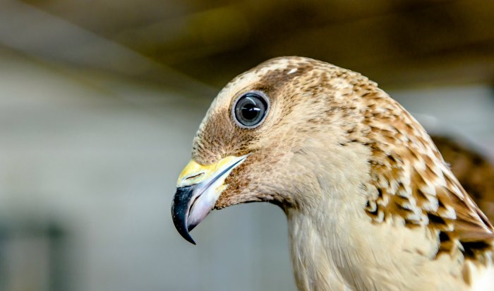 В Иркутском контактном зоопарке появилась редкий ястреб — осоед