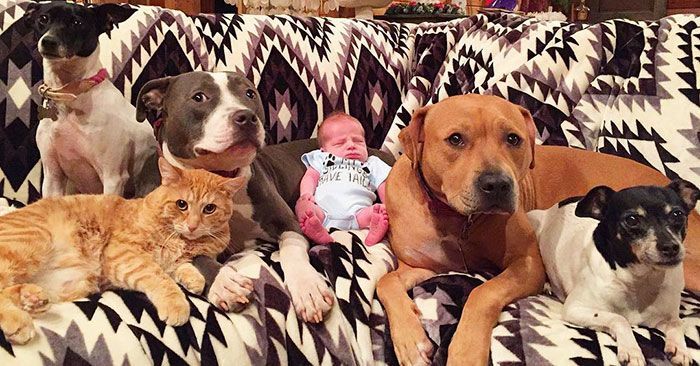 Четыре собаки, кошка и младенец: история из жизни одного инстаграмера