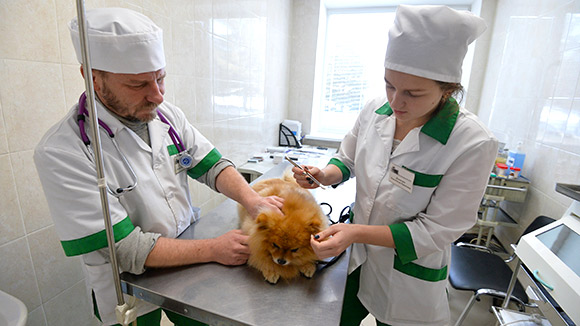В 2018 году в России животные получат идентификационные номера