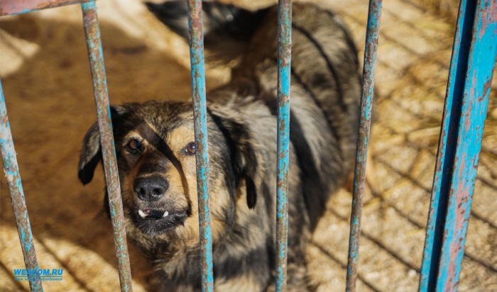 В Москве собаки насмерть загрызли пенсионерку