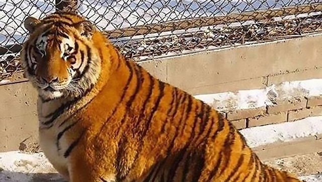 В Сети разгорелась дискуссия из-за толстых амурских тигров в китайском парке
