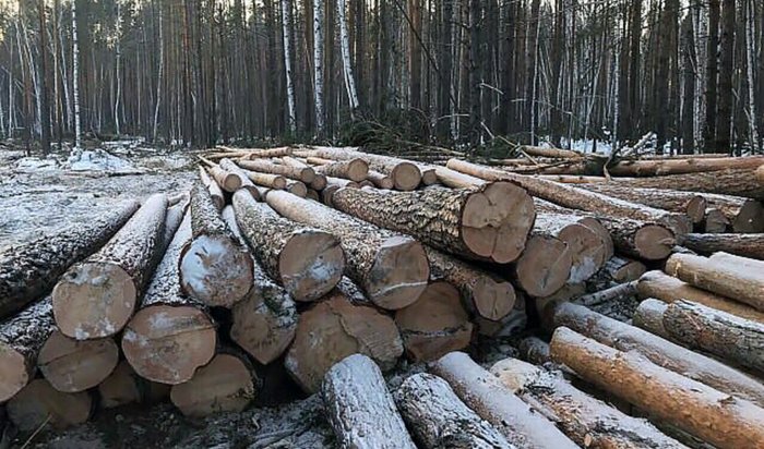 В Заларинском районе с поличным задержаны «черные лесорубы»