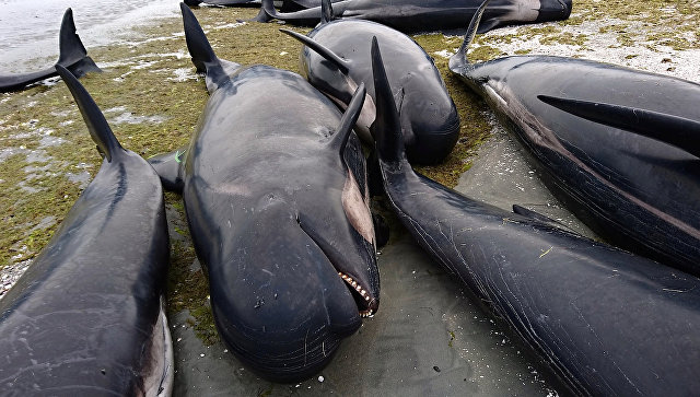 В Новой Зеландии более 400 дельфинов выбросились на берег‍