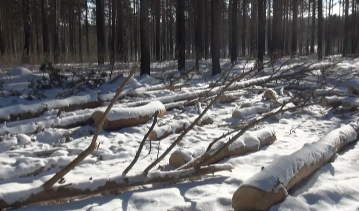 Сотрудник иркутского лесхоза организовал незаконную рубку леса в селе Малая Елань