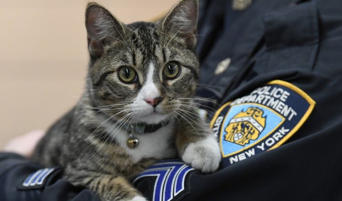 Полицейские Бруклина взяли на службу кота