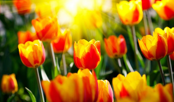 К 8 марта в Иркутске вырастили около 80 тысяч цветов