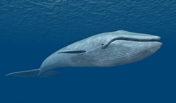 В Иркутске 374 подростка пробовали играть в смертельную игру «Синий кит»