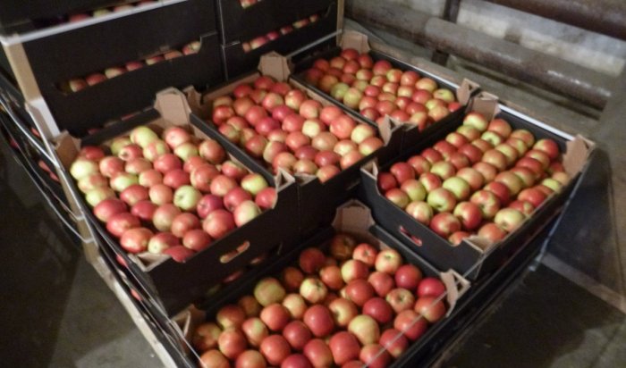 В Иркутске уничтожили около полутора тонн санкционных яблок