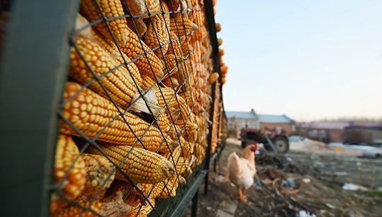 Турция ввела пошлины в 130% для кукурузы и пшеницы из России‍