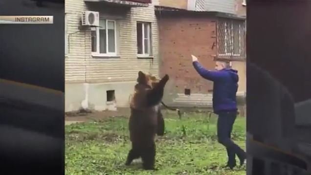 В Таганроге полиция ищет мужчину, выгуливавшего медведя во дворе
