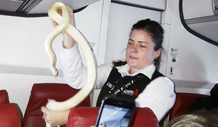 Американская стюардесса поймала змею в самолете