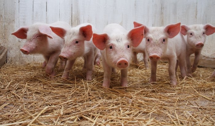 В Иркутском районе объявили режим ЧС из-за вируса африканской чумы свиней