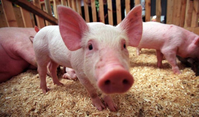 В Иркутском районе по факту падежа 40 свиней возбудили уголовное дело