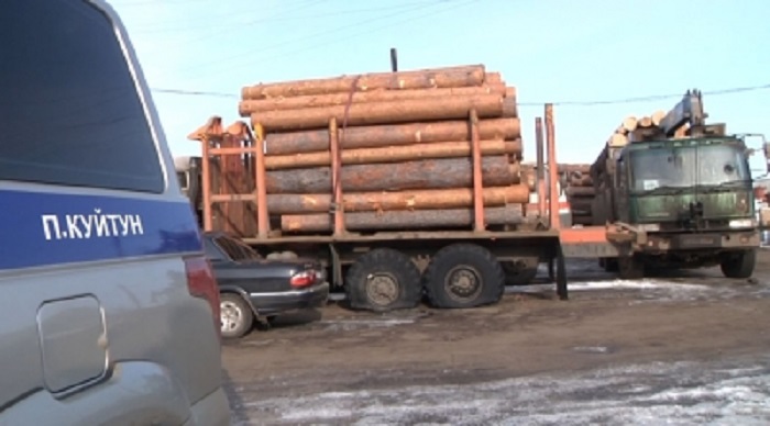 В Куйтунском районе задержана крупная группировка за незаконную вырубку 300  кубометров леса