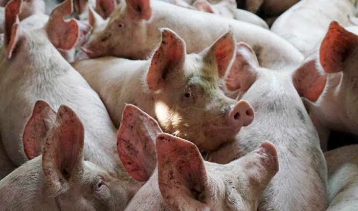 В Иркутском районе изъяли более 1000 свиней из-за вспышки африканской чумы