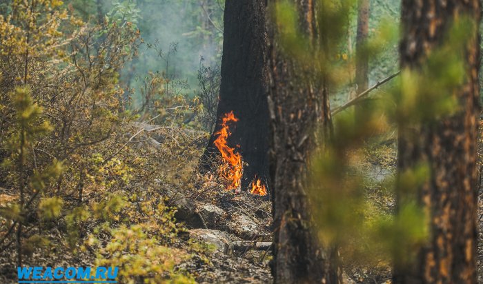 В Иркутской области зарегистрировали первые лесные пожары