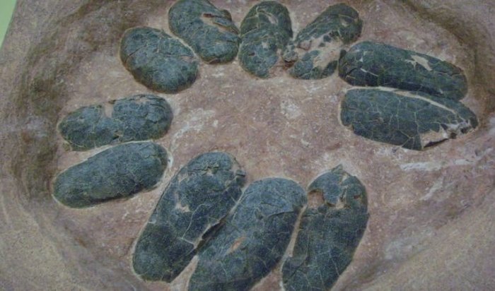В Китае рабочий обнаружил пять окаменелых яиц динозавра