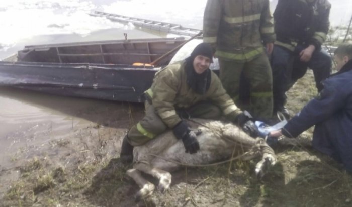 В Усть-Куте пожарные спасли самку изюбря, провалившуюся под лед
