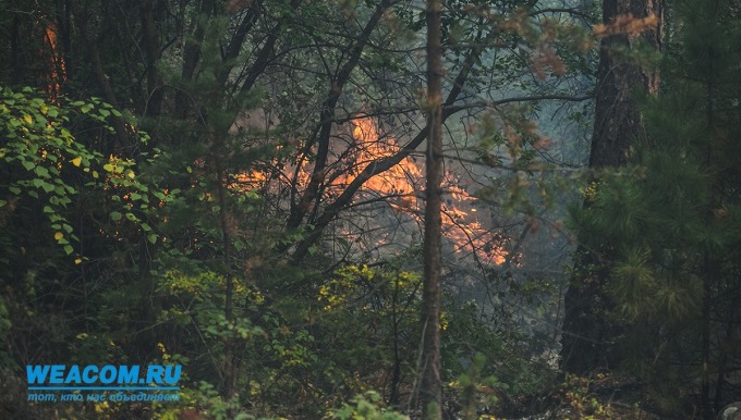 В Иркутской области горит 3,1 тысячи гектаров леса