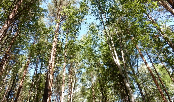 Иркутская область продала Китаю  за три месяца лес на 273 миллиона долларов