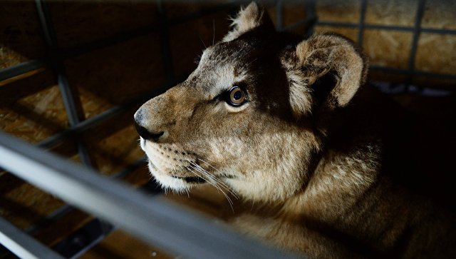 В Энгельсе суд изъял у местного жителя львицу, покусавшую подростка
