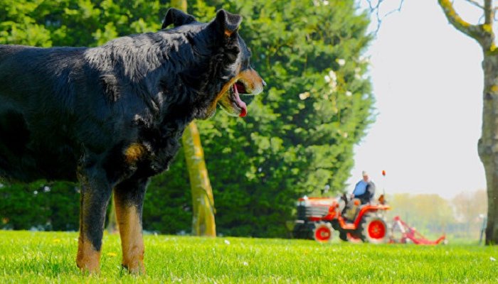 В Британии пес задавил на тракторе своего хозяина-мультимиллионера