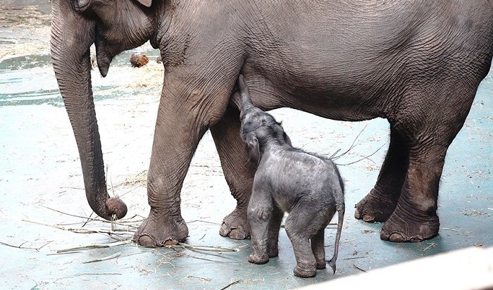 В зоопарке Москвы родился слоненок весом 90 килограммов
