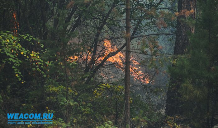 В Иркутской области площадь лесных пожаров сократилась на 208 тысяч гектаров (Видео)