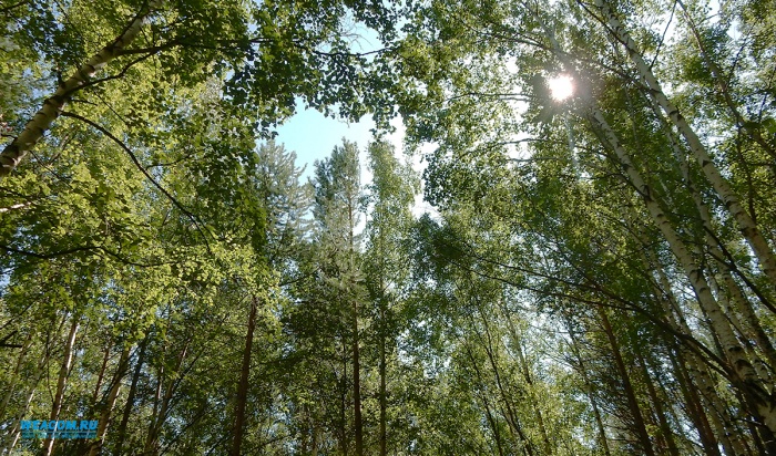 В Иркутской области полицейские разыскали заблудившихся в лесу школьниц