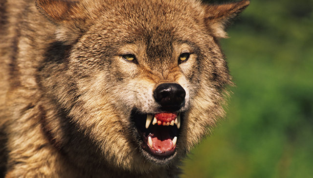 В зоопарке Барнаула волк напал на трехлетнего мальчика