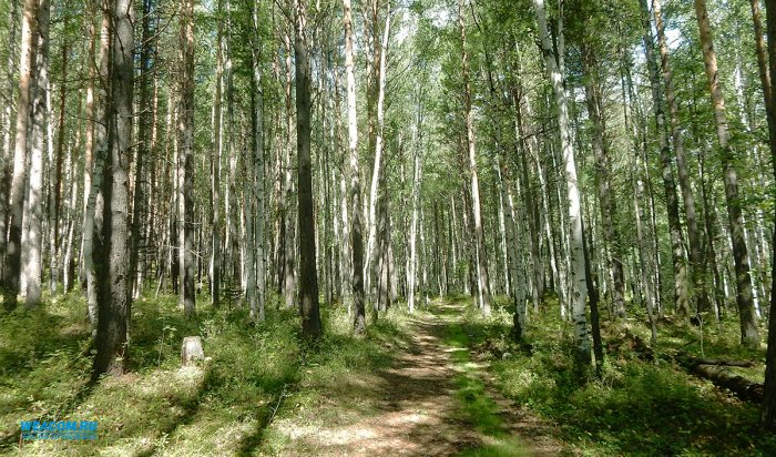 В Иркутской области на 4 % увеличился экспорт леса