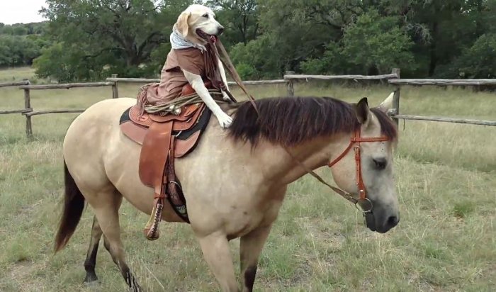 Техасский пес-ковбой завоевывает популярность в Сети