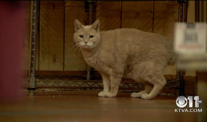 Скончался кот-мэр города Талкитна на Аляске